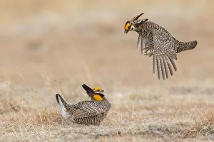 Grouse Prints: Greater prairie chickens, dominance dispute