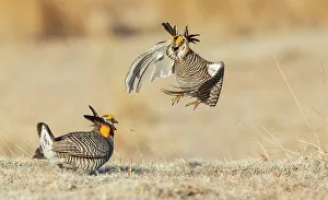 Territory Prints: Greater prairie chickens, territorial dispute, eastern Colorado plains, USA