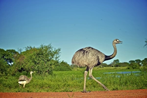 Images Dated 20th January 2010: Greater Rhea, Rhea americana, Corrientes, Argentina