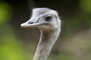 Andres Morya Prints: Greater Rhea, Rhea americana, Corrientes, Argentina