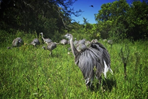 Greater Rhea, Rhea americana, Corrientes, Argentina