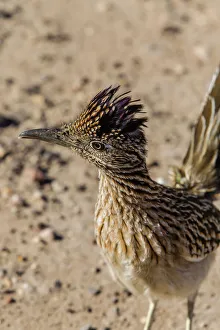 Marina Prints: Greater Road Runner on Lake Havasu Island