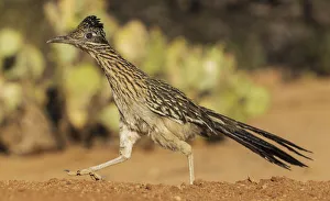 Roadrunner Prints: Greater roadrunner on the go