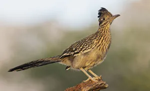 Images Dated 13th October 2021: Greater roadrunner
