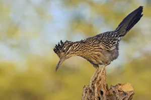 Images Dated 11th October 2021: Greater roadrunner