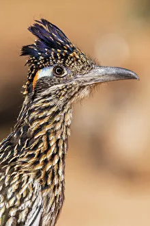 Greater Roadrunner in desert, Pima County, Arizona