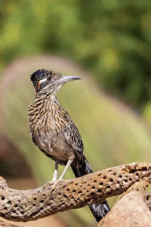 Greater Roadrunner in desert, Pima County, Arizona