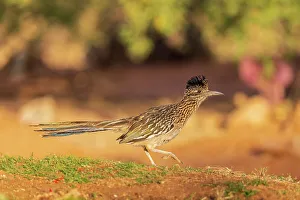 Greater Roadrunner in desert, Pima County, Arizona
