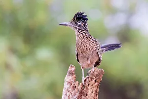 Greater Roadrunner in desert, Pima County, Arizona
