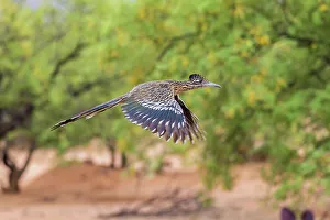 Images Dated 30th November 2022: Greater Roadrunner in flight in desert, Pima County, Arizona
