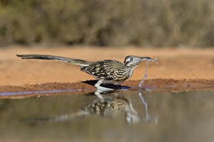Images Dated 29th August 2015: Greater Roadrunner (Geococcyx calfornianus)