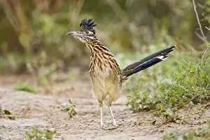 Roadrunner Prints: Greater Roadrunner (Geococcyx californianus) excited adult, foraging, south Texas