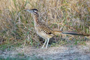 Greater Roadrunner (Geococcyx californianus) in grassland