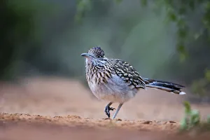 Camouflage Prints: Greater roadrunner (Geococcyx californianus) in habitat