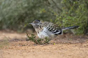 Images Dated 7th February 2018: Greater roadrunner (Geococcyx californianus) in habitat