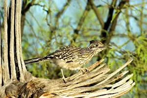 Images Dated 22nd March 2015: The greater roadrunner (Geococcyx californianus) is a long-legged bird in the cuckoo