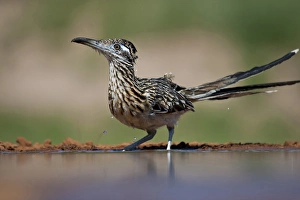 Images Dated 30th May 2012: Greater Roadrunner (Geococcyx californianus) by pond in south Texas