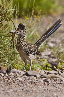 Greater Roadrunner (Geococcyx californianus) in Texas