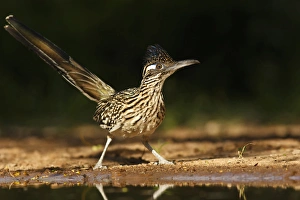 Images Dated 5th August 2010: Greater Roadrunner (Geococcyx californianus) in Texas