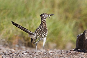 Greater Roadrunner (Geococcyx californianus) in Texas