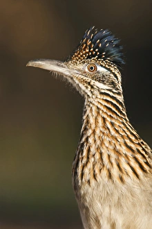Greater Roadrunner (Geococcyx californianus) in Texas