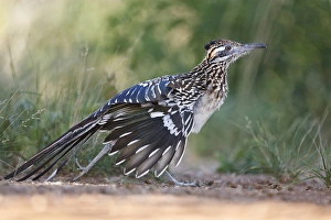 Images Dated 22nd June 2010: Greater Roadrunner (Geococcyx californianus) in Texas
