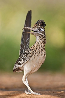 Greater Roadrunner (Geococcyx californianus) in Texas