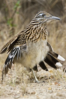 Images Dated 15th March 2011: Greater Roadrunner (Geococcyx californianus) in Texas