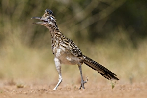 Images Dated 26th August 2010: Greater Roadrunner (Geococcyx californianus) in Texas