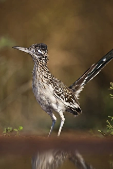 Images Dated 23rd June 2010: Greater Roadrunner (Geococcyx californianus) in Texas