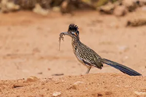 Images Dated 30th November 2022: Greater Roadrunner with lizard in desert, Pima County, Arizona