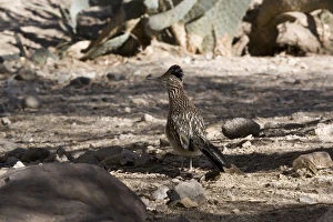 Images Dated 17th January 2007: Greater Roadrunner posing in desert environment of southern California