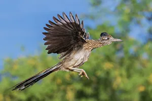 Roadrunner Prints: Greater roadrunner short flight, USA, Arizona