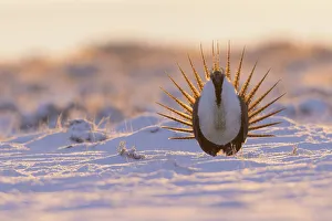 Nature Prints: Greater sage-grouse, courtship display