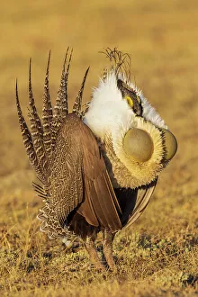Lekking Prints: Greater sage grouse courtship display