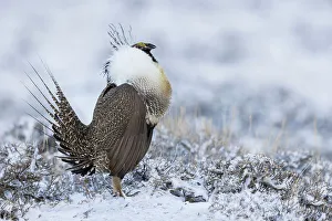 Sage Brush Prints: Greater sage grouse, courtship display, Colorado, USA