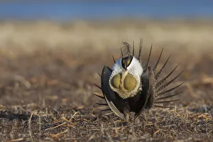 Dancing Prints: Greater sage-grouse, courtship performance