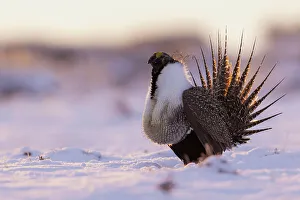 Dancing Prints: Greater sage grouse, dawn dance