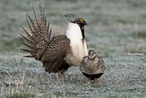 Greater sage grouse male and female at lek, Hennifer, Utah, USA