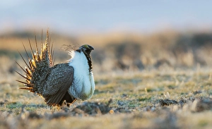 Grouse Prints: Greater sage grouse male performing courtship dance on lek