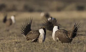Prints of Greater Sage-Grouse males, facing off Images Dated 2020 May: Greater Sage-Grouse males, facing off