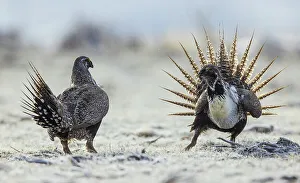Sage Brush Prints: Greater sage grouse Males, stand off for territory on the lek, Colorado, USA