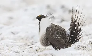 Prints of Greater Sage-Grouse, snowy courtship dance Images Dated 2020 May: Greater Sage-Grouse, snowy courtship dance