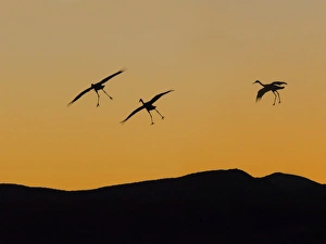 greater white-fronted geese, Anser albifrons, flying along the Arctic coast during summer migration