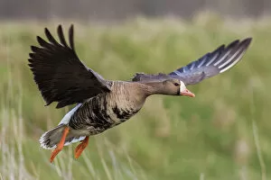 Animals Gallery: Greater White-fronted goose alighting