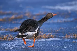 greater white-fronted goose, Anser albifrons, walking on the frozen 1002 Coastal