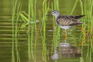 Shorebird Prints: Greater yellowlegs stretching