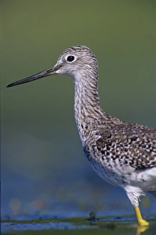 Greater Yellowlegs, Tringa melanoleuca, adult, Willacy County, Rio Grande Valley