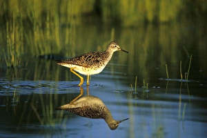 Greater Yellowlegs (Tringa melanoleuca) in wetland, Marion Co, Illinois