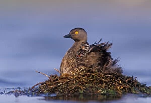 Least Grebe, Tachybaptus dominicus, adult on nest with 1 day old young on back, Lake Corpus Christi